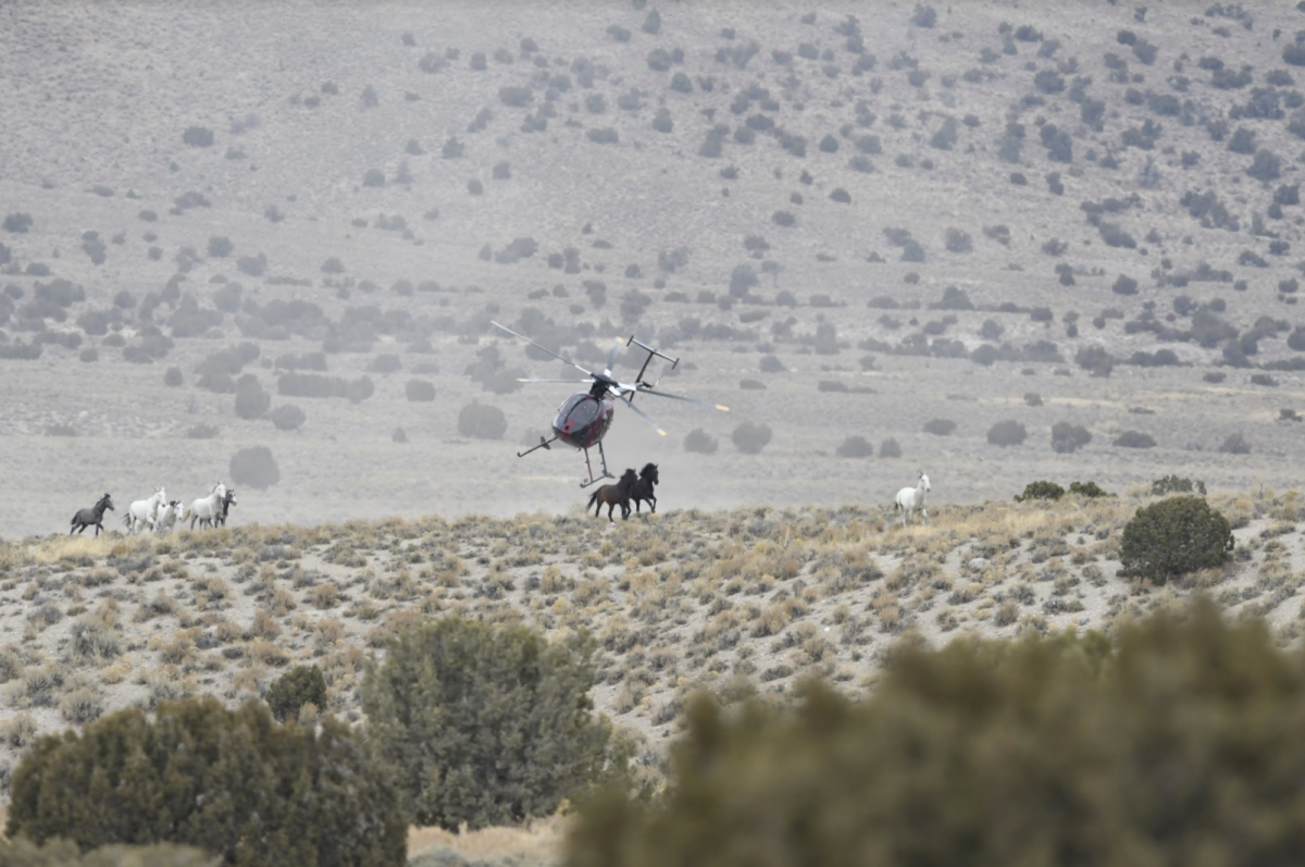 helicopter stampedes wild horses